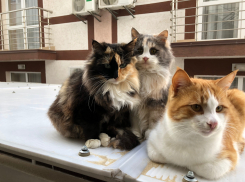 25 февраля в Анапе будут делать стерилизацию домашних питомцев по льготным ценам