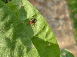 В Анапе планируется обработка территорий от клещей