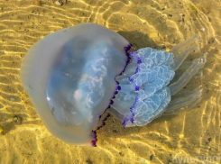 Когда с побережья Анапы уплывут опасные медузы-корнероты – эксперт