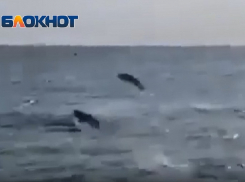 В Анапе массово выпрыгивающую из воды рыбу засняли на видео