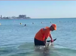 В Анапе молодому дельфину помогли вернуться в море на глубину