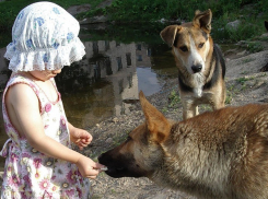 Дворняга погибла в схватке, спасая ребёнка анапчанки от разъярённого ротвейлера
