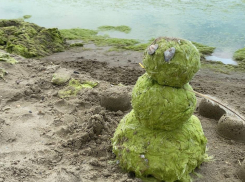 В Анапе может появится косметика на основе водорослей