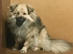 Анапчане, помогите найти собачку за вознаграждение! 