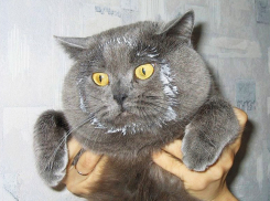 Осторожно, нечто! Как анапчанин купил сметану, а в банке оказался опасный «сюрприз»