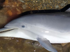 Двух молодых самцов афалины нашли мертвыми на побережье Анапы