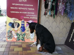 Чей друг потерялся в Анапе? Очень ждет своего хозяина