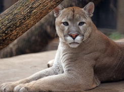 В Анапе завели дело на владельца частного зоопарка
