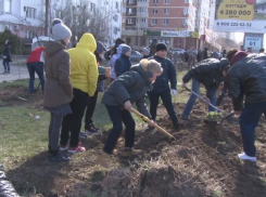 На бульваре Евскина в Анапе высадили 80 берёз
