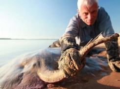 Анапские травматологи зафиксировали случаи укусов людей ядовитыми морскими рыбами