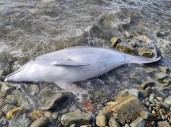 У берегов Анапы и Новороссийска обнаружили двух погибших дельфинов