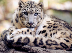 В Международный день снежного барса в Анапе будет ясно