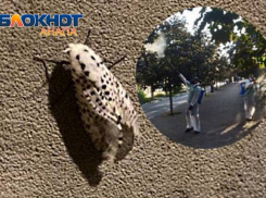 Анапа на тропе войны с американской белой бабочкой – началась обработка насаждений