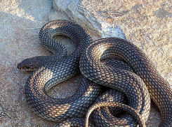 Каких ядовитых змей можно встретить в Анапе