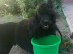 Виват, или Преданный помощник анапчанки