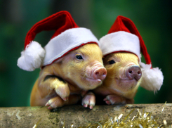 Что ждет анапчан в 2019: гороскоп на год Свиньи по знакам зодиака 