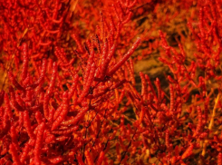 Солеросы: уникальные растения Витязевского лимана и их многообразные применения