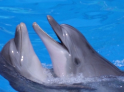Неужели дельфинов в Анапском дельфинарии ждёт голодная смерть? 