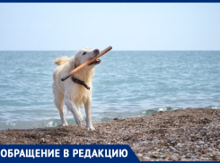 «Отсюда и ротовирус»: анапчанка о купании собак в море