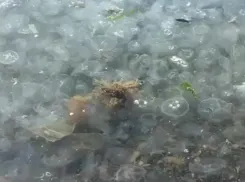 Тысячи медуз превратили в «кисель» море на Большом Утрише под Анапой