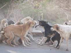 Анапчане рассказывают, какие проблемы доставляют им бездомные животные