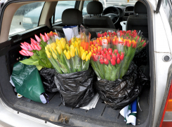 Выручка супсехских торговцев под Анапой достанется государству