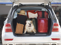 Сколько стоит перевозка вещей и техники в Анапе: обзор цен на грузоперевозки