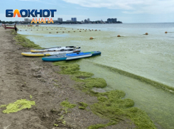 Московский блогер обвинил человека в бурном цветении водорослей в Анапе