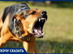 Надежда Моисеева жалуется, что бродячие собаки в Анапе нападают на людей