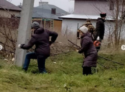 В Витязево под Анапой казаки и общественники очистили 500 метров лесополосы 