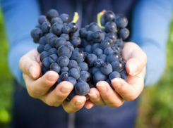 Анапа в топе по сбору винограда во всём Краснодарском крае