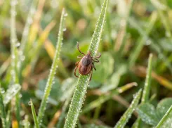 Клещи проснулись раньше: первые укусы уже фиксируют — ждать ли нашествия весной?