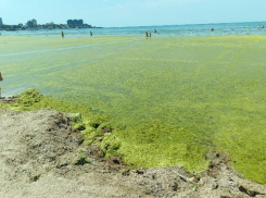 «Вообще жесть»: туристов шокировало количество камки на пляже в Анапе