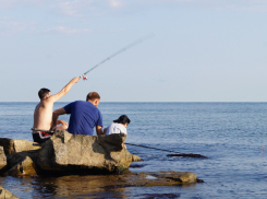 Анапским рыбакам на заметку: в Азовском море запретили добычу судака и тарани 