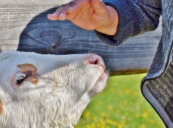 Обычная корова в Анапе спасла жизнь семье из 6 человек