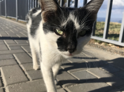 В Анапе запретят кормить бездомных животных