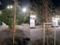 Кипарисы в Анапе гибнут в неравной «битве» с коммунальщиками