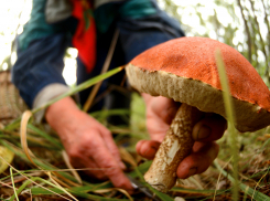 Анапчане попали в реанимацию после грибов, которые собрали под Туапсе