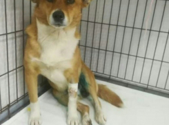 В Анапе потерялся пёс с белым «галстуком»