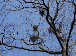 В центре Анапы обнаружили мёртвых грачей, а в Тимашевске та же история, но с голубями