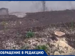На улице Новороссийской спилили белую шелковицу: анапчане возмущены