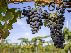 Урожай винограда в Анапе в этом году сократился