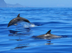 Во Всемирный день китов и дельфинов в Анапе обещают небольшой дождь