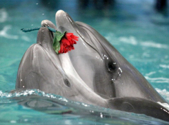 Дельфин Тихон из Анапы уехал «женихаться» – в Набережные Челны