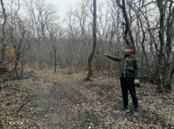 Под Анапой мужчина незаконно вырубил 44 дуба