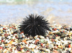 Производство морских ежей в Краснодарском крае возросло в 40 раз 