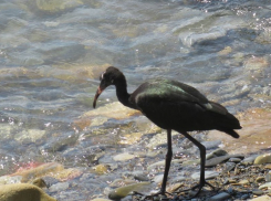 Занесена в Красную книгу – в Анапе обитает диковинная Каравайка