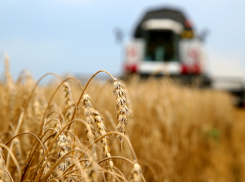 Свыше 50 тысяч тонн зерновых и зернобобовых культур составил урожай в Анапе