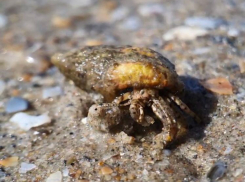 Морские чистильщики Анапы: все о раках-отшельниках