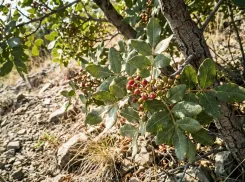В Анапе растёт дерево, которое дожило до наших дней с древних времён